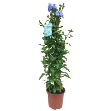 image PLUMBAGO PYRAM