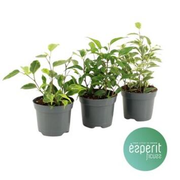 image FICUS BENJAMINA ROYAL