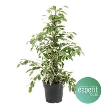 image FICUS TWILIGHT