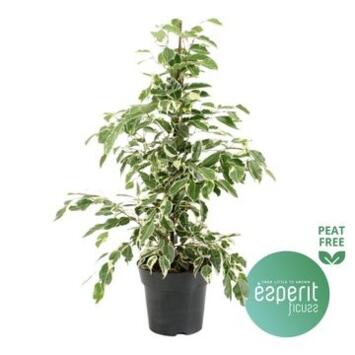 image FICUS TWILIGHT