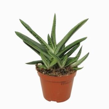 image GASTERIA LITTLE WARTY