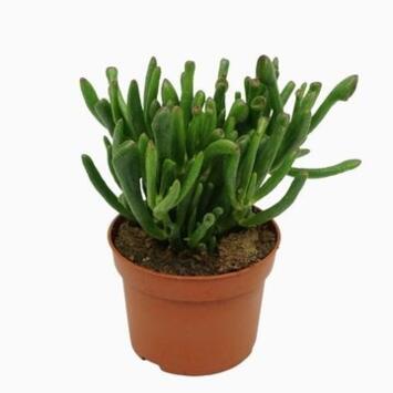 image CRASSULA GOLLUM