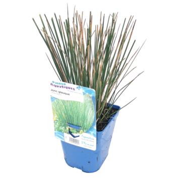 image JUNCUS INFLEXUS