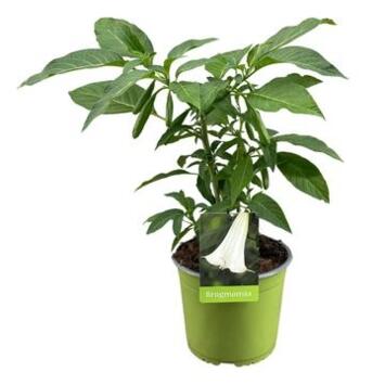 image BRUGMANSIA BLANC