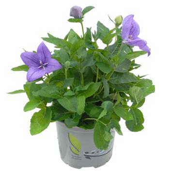image PLATYCODON ASTRA BLUE