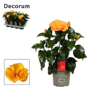 image HIBISCUS JAZZ JAUNE ORANGE DECORUM