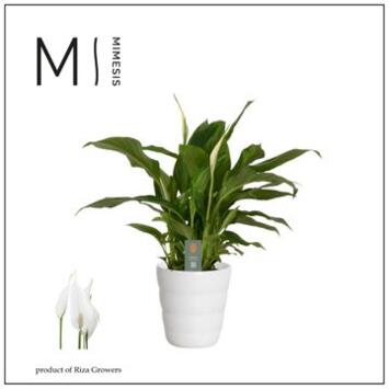 image SPATHIPHYLLUM CERAM