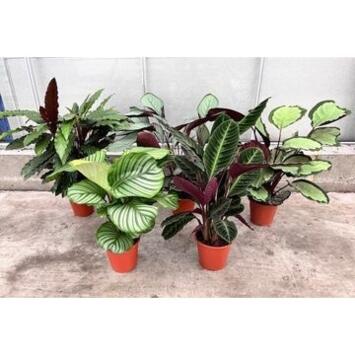 image CALATHEA VARIE