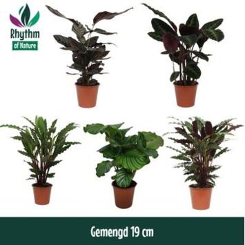 image CALATHEA VARIE