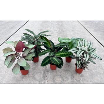 image CALATHEA VARIE