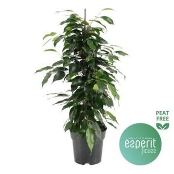 image FICUS DANIELLE