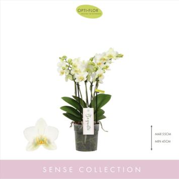 image PHALAENOPSIS 3BR MF BOQUETTO BEAUTY