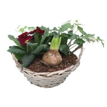 image COMPO 3 PLANTES VANNERIE