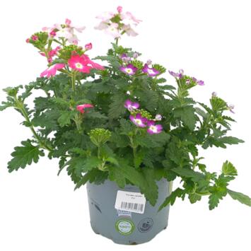 image VERVEINE RETOMBANTE