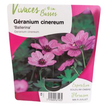 image GERANIUM CINEREUM BALLERINA