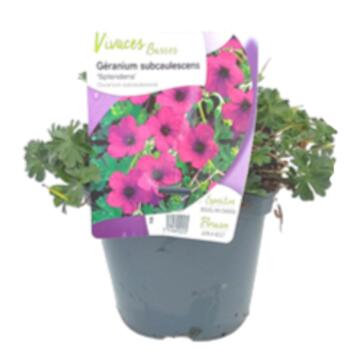 image GERANIUM CINEREUM SPLENDENS