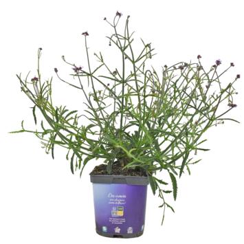 image VERVEINE BONARIENSIS LOLLIPOP