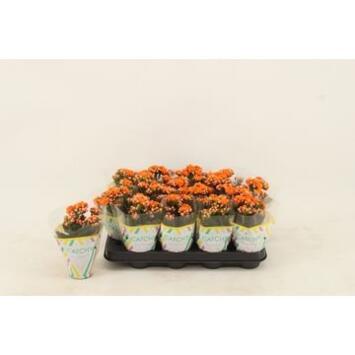 image KALANCHOE FL DBLE ORANGE