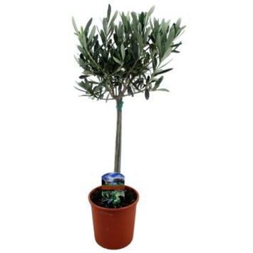 image OLEA EUROPEA TIGE