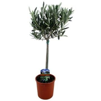 image OLEA EUROPEA TIGE