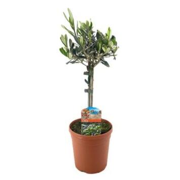 image OLEA EUROPEA TIGE