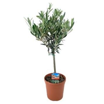 image OLEA EUROPEA TIGE