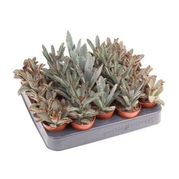 image KALANCHOE TOMENTOSA
