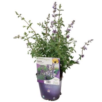 image NEPETA FAASSENII