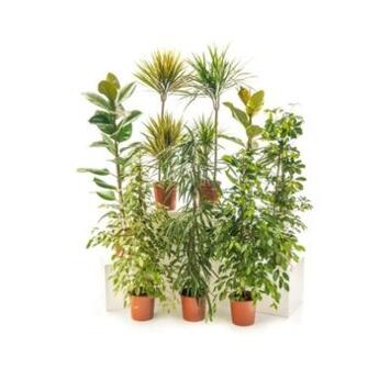 image PLANTES VERTES VARIEES