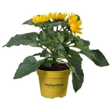 image HELIANTHUS