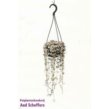 image CEROPEGIA WOODII SUSP