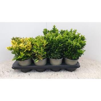 image EUONYMUS JAPONICA VARIES