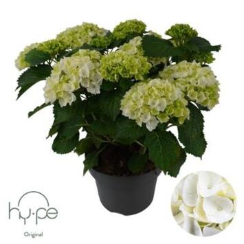 image HORTENSIA 10FL+ BLANC DECORUM