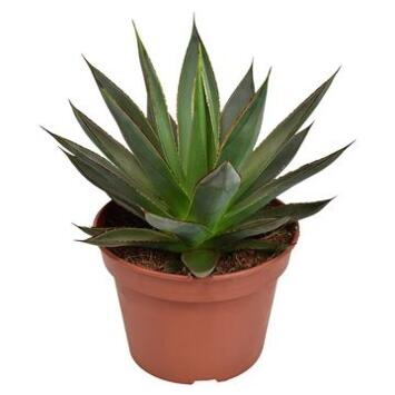 image AGAVE SHAKA ZULU