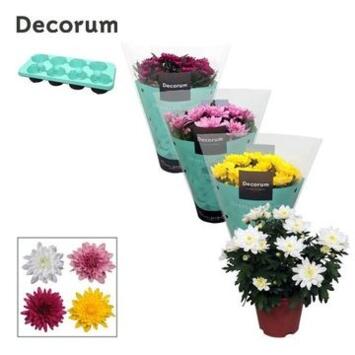 image DENDRANTHEMA 3PP GRANDEZZA VARIES