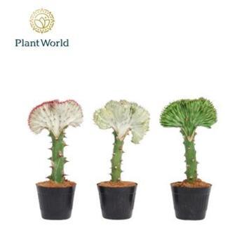 image EUPHORBIA LACTEA