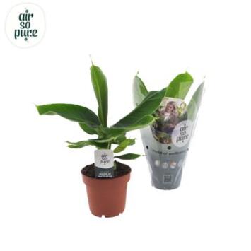 image MUSA TROPICANA