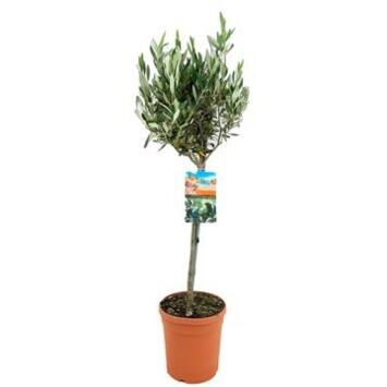 image OLEA EUROPEA TIGE