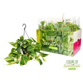 image PHILODENDRON BRASIL SUSP