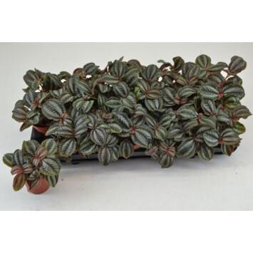 image PILEA NORFOLK