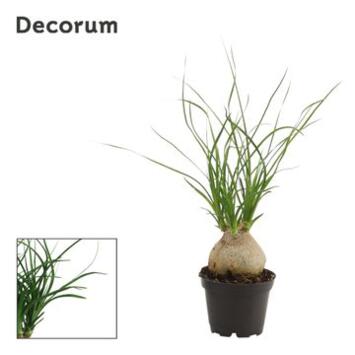 image BEAUCARNEA BOULE