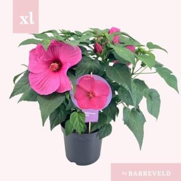 image HIBISCUS EXTREME HOT ROSE