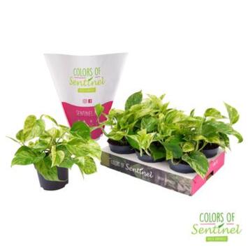 image SCINDAPSUS MARBLE QUEEN
