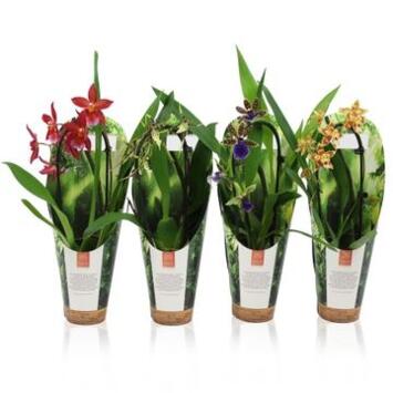 image ORCHIDEE 1BR VARIE CASCADE