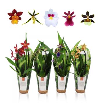 image ORCHIDEE 1BR VARIE CASCADE