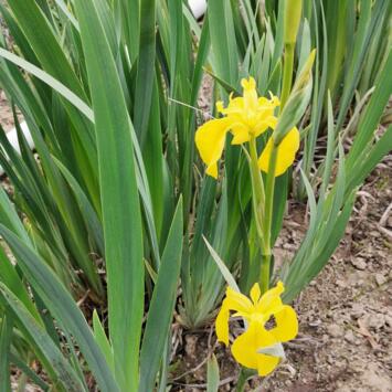 image IRIS PSEUDOACORUS