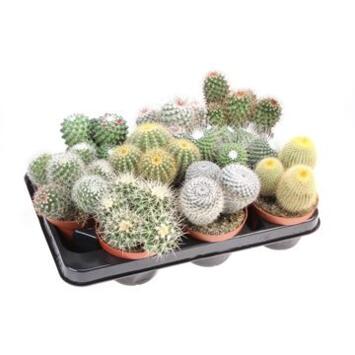 image CACTUS BOULE VARIES