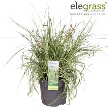 image CAREX EVERGOLD