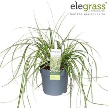 image CAREX EVERGOLD