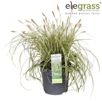 image CAREX EVERGOLD